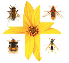 Bees, Wasps, Hornets